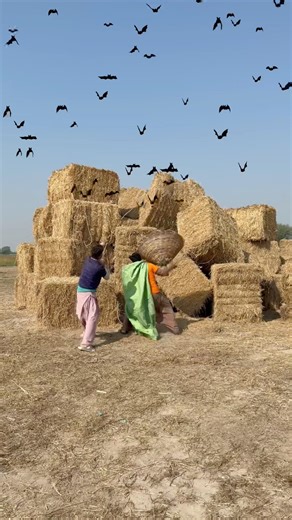 Hunting For Bats Birds 🦇 #birdhome #nest #bats #village