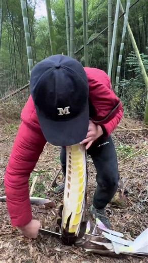Traditional Way to Harvest Fresh Bamboo Shoots in the Forest 🎋