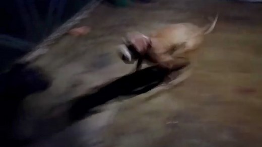 Inside the illegal world of dogfighting