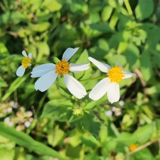 The engineer's help saved an eight month pregnant girl from danger during childbirth | MC Jungle