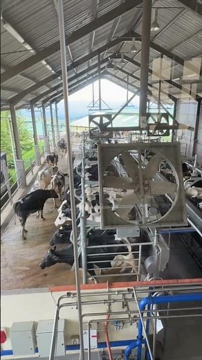 How Cows Are Milked 🥛 | Real Dairy Farm Process in Action