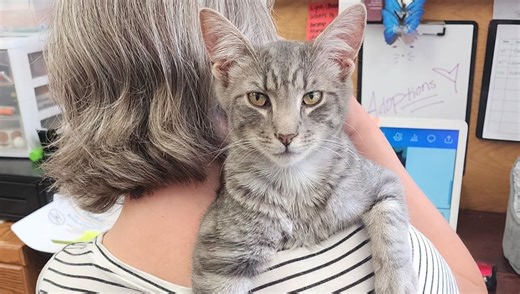 Cutest Cat Cafes in Chester County and Beyond