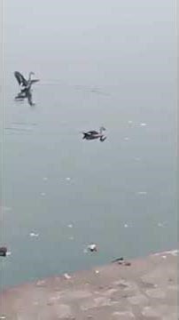 🦆🦆🦆 Ducks#fresh morning 🌅🌅#swimming with relax mood