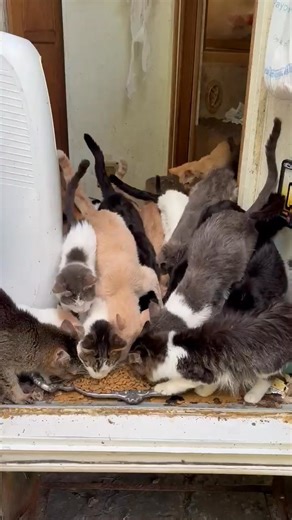 💔 Cat Hoarding Case- Urgent Need 💔 Yesterday, our team at Macomb County Animal Control responded to a large-scale cat hoarding situation involving a repeat offender. The case is under investigation, but what we can share is that dozens of cats are now depending on us. Sadly, many of these cats arrived at our facility emaciated and sick requiring urgent medical care and specialized nutrition. 🚨Because of this emergency intake, we are now at FULL capacity and CANNOT take in any additional cats 