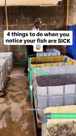 Essential Steps for Caring Sick Fish in Aquaculture