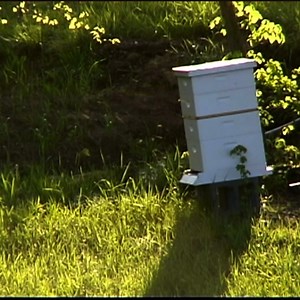 4.4K views | Have you thought about beekeeping? There are so many amazing benefits! Learn more --> https://www.shtfdad.com/why-keep-bees/ | SHTF Prepping & Homesteading Central | Facebook