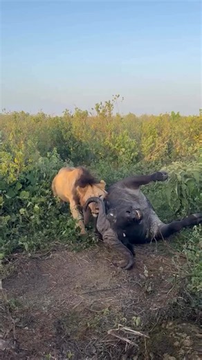 Masai mara on Instagram: "The Masai Mara is one of Africa’s top wildlife destinations and Kenya’s flagship conservation area. It offers excellent year-round game viewing thanks to its diverse population of game like elephant, buffalo, zebra, giraffe, hyena, eland, gazelle, and the Mara’s famous big cats. Book Your Safari Today ——— ✨ Your Trip of a Lifetime Awaits 🐾 Email: info@exploreecosafaris.com 🔗www.exploreecosafaris.com WhatsApp - +256 758004493 • #wildlife #lions #masaimara #masaimarasaf