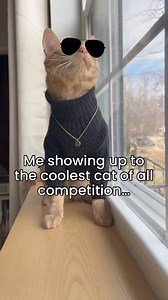 Don't make me compete against No Balls Paul 🙀 Do get your cats spayed/neutered so they can be cool, too. | Scooter The Neutered Cat