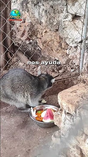 La alimentación de un mapache