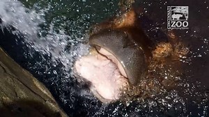 666K views · 1.5K reactions | Hose play has been one of Fiona's favorite activities since she was a baby. | Cincinnati Zoo & Botanical Garden | Facebook