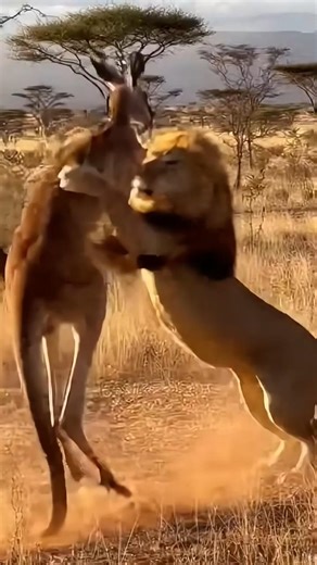 🔥 Kangaroo vs Lion – Savage Battle in Savanna Jungles! 🦘🦁