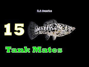Top 15 Tank Mates for Molly Fish | Best Tank Mates of Molly Fish | Molly Fish Tank Mates
