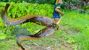 2.5M views · 10K reactions | Monkey Real Farmer Catching Fish Well, Best Video | Amazing TV | Facebook