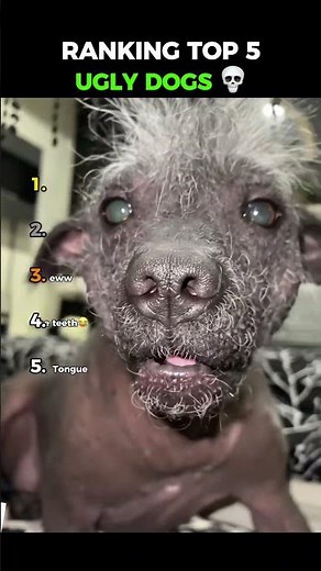 Ranking Top 5 Ugly Dogs