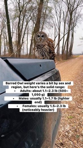 Barred Owl weight varies a bit by sex and region, but here’s the solid range: • Adults: about 1.1–2.3 lb (500–1,050 g) • Males: usually 1.1–1.7 lb (lighter end) • Females: usually 1.5–2.3 lb (noticeably heavier) @topfans | Kyle Underwood photography
