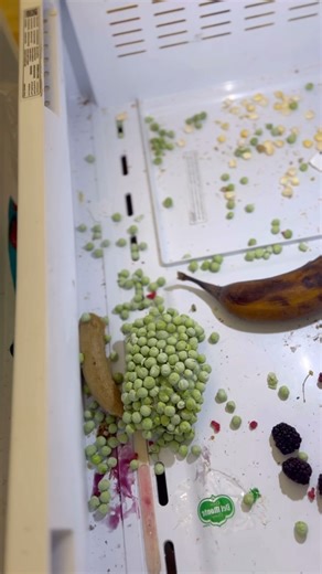 In 2-weeks time I’ll have a housekeeper over 🤩😱 to help with the move out clean because we have 4-hours on the day to get out AND clean before new people take possession! So I’m trying to make things as easy as possible for her leading up 😩✨😅 #fridgeclean #deepclean #realhome #cleaningmotivation #cleaning #satisfying #beforeandafter #yyj #fyp #weekendfun #thisisthirty #adulting #housekeeper #moveout | Takes a Village Cleaning