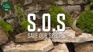 Building a reptile rockery is the perfect weekend project to help nature thrive in your garden 🐛🐍 | BBC Springwatch