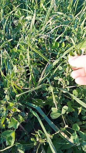 How to tell grass from alfalfa
