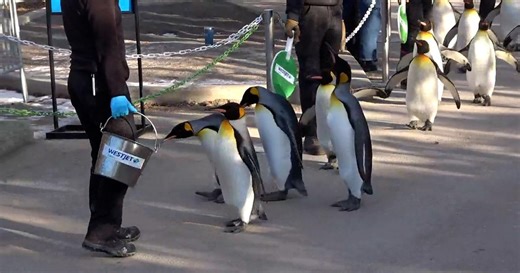 Penguin walk back at Calgary Zoo