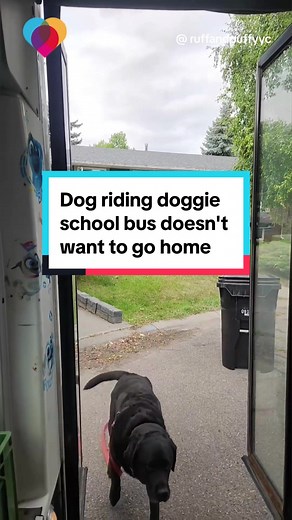 After riding the doggie school bus, it was time to go back home — but Cooper didn't want the fun to end 😂 #dogsofttiktok #dogvideos