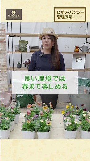 [No mistakes!!] We'll teach you tips on how to care for violas and pansies!