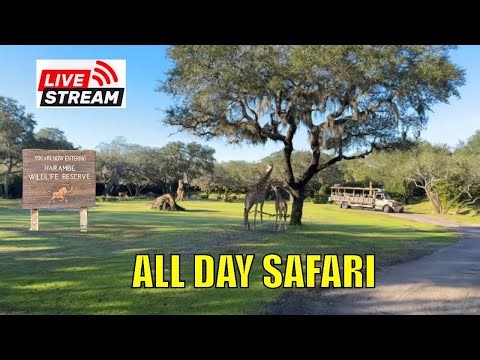 All Day Live Stream of Disney World Animal Kingdom Kilimanjaro Safari. African Animals Extravaganza!