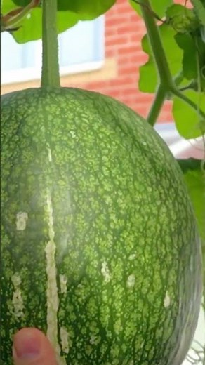 Pick shark fin melon #garden #cuttingvegetable #cuttingskills
