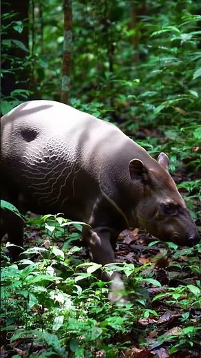Nature’s Most Bizarre Animal? Meet the Babirusa