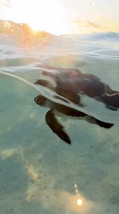 2.8K views · 51 reactions | Did you know that green sea turtle...