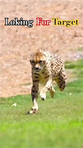 Nature’s Fastest Hunters in Action #cheetah #vs #deer #wildlife #animals #fight