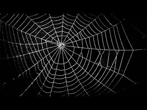 web-spider ASL