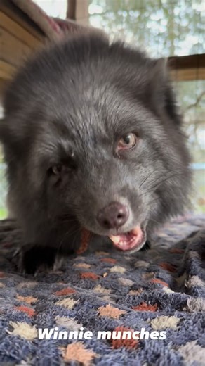 Fox Tales Florida on Instagram: "Treat time with Winnie the werewolf. @beautiful__disaster12 sponsor www.Foxtalesflorida.com/donate"