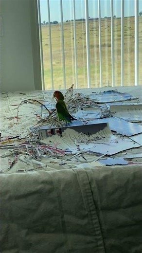 LoveBirdsCentral | January 18, 2026 | #birds