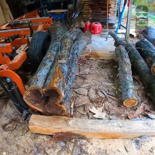 You Have to See What is Inside This Apple Log | Out of the Woods Forestry