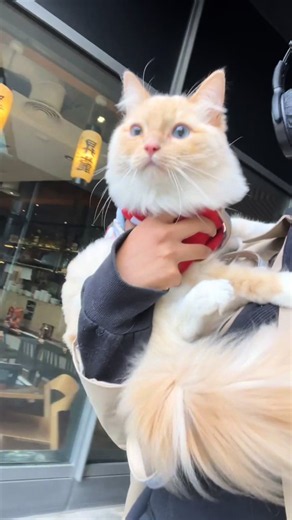 Kasper’s Vet Visit: Managing Cat Flu and Eye Infection