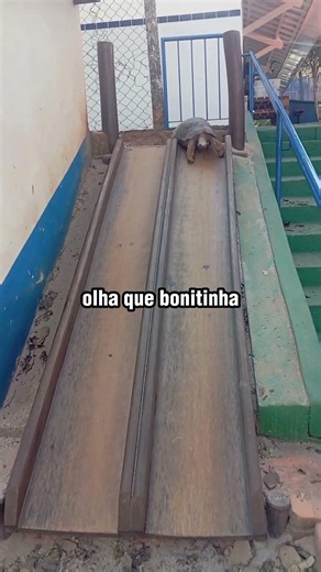 Vídeo registra jabuti descendo escorrega com determinação lenta em SP! 😮🐢