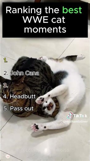 Ranking the best cat wwe moments #cat #fun #funny #funnycats#funnyshort #ranking #pet #rank #animal