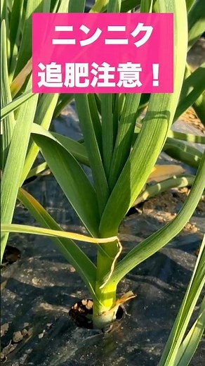 にんにく栽培、 #ガーデニング 追肥する時の注意点！ #家庭菜園 #農業