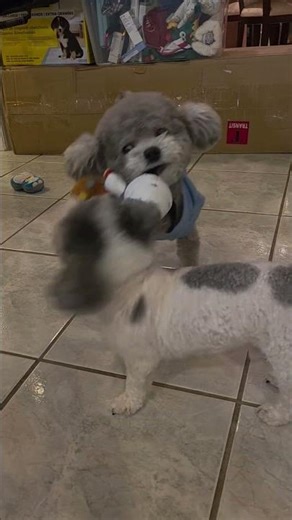 Angry fighting poodle dogs #poodle #toypoodle #fightingdogs #GREYPOODLES #funny #funnydog #happydog