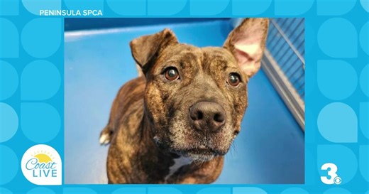 Adopt-A-Pet Week: Peninsula SPCA on Coast Live