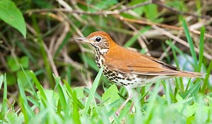 Wood Thrush vs Hermit Thrush