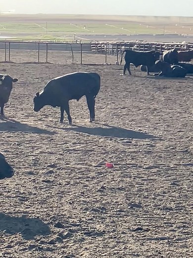 Today on Name That Musculoskeletal Disorder - this calf presented at a feedlot for lameness. What does he have? . . . #largeanimalvet #largeanimalveterinary #veterinarystudent #largeanimalvet #piglet #getthediagnosis #veterinarynurse #veterinarytechnician #largeanimalmedicine #pigs #veterinarymedicine #changemymind #largeanimalce #veterinary | Large Animal Consulting & Education