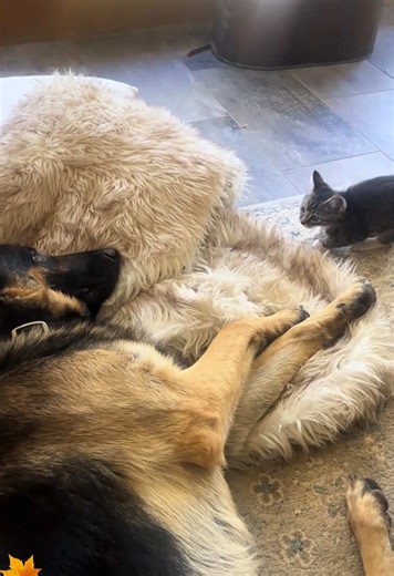 Funny Dog and Cat Moments That Will Make You Smile