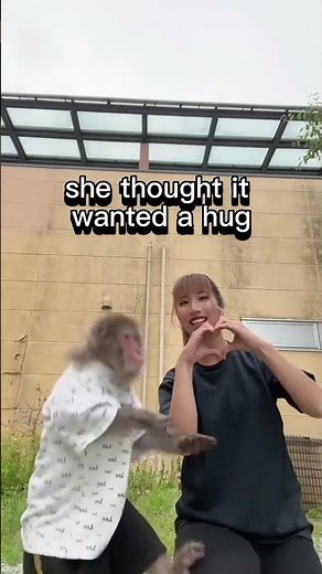 Monkey Jump Kicks Woman Instead Hugging Her 😂❤️ #shorts #funny #monkey #viral