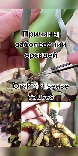 Common Causes of Orchid Diseases