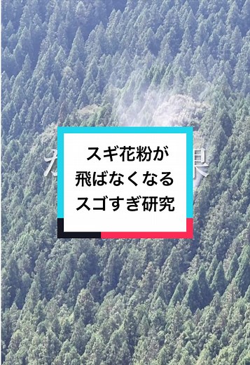 スギ花粉を飛ばさない研究の発表