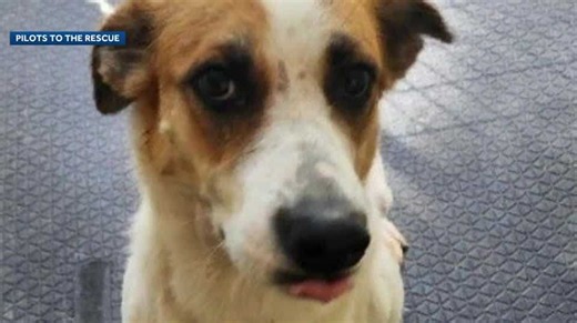 Dog found with bullet wound among 26 rescue animals being brought to New Hampshire