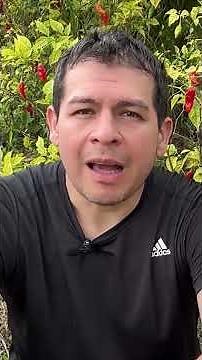 BENEFICIOS DE LAS HOJAS DE AJI