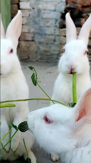 Happy Rabbits Grazing on Grass 🐰🌱 #shorts #rabbit