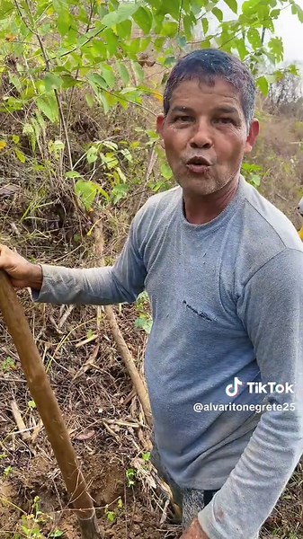 Cultivo del Ñame: Proceso y Rendimiento Diario